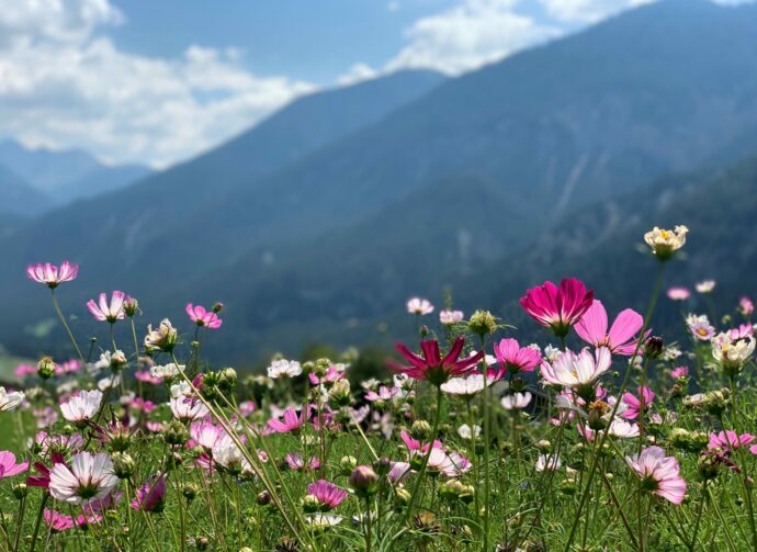 Spécial printemps à la montagne